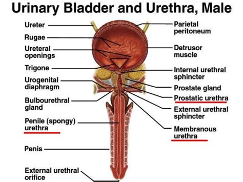 méat urétral|Male urethra: Anatomy and function